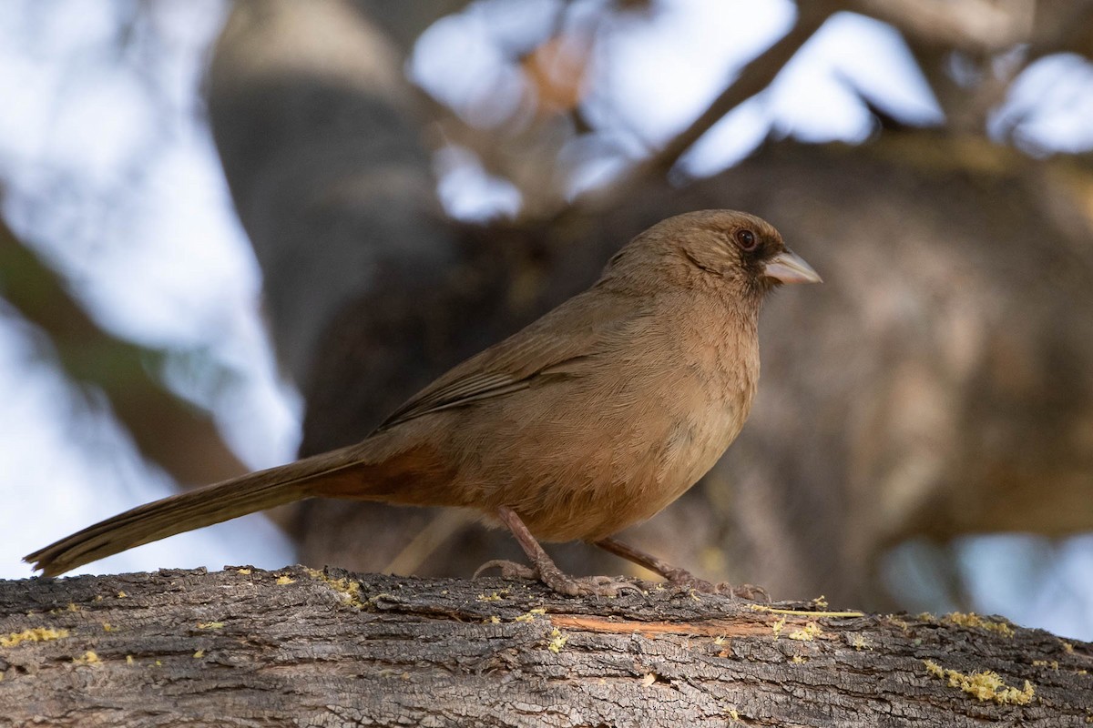 Abert's Towhee - ML237962801