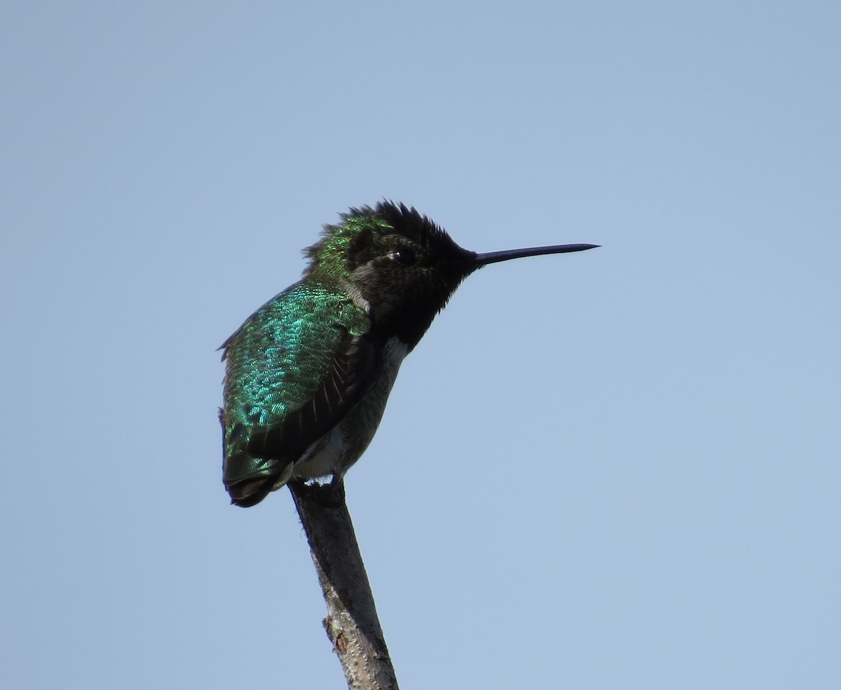 Anna's Hummingbird - ML23796351