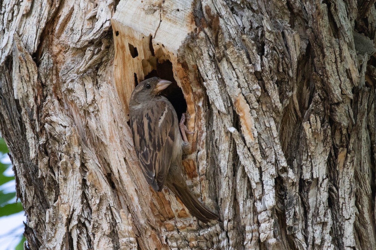 House Sparrow - ML237963591