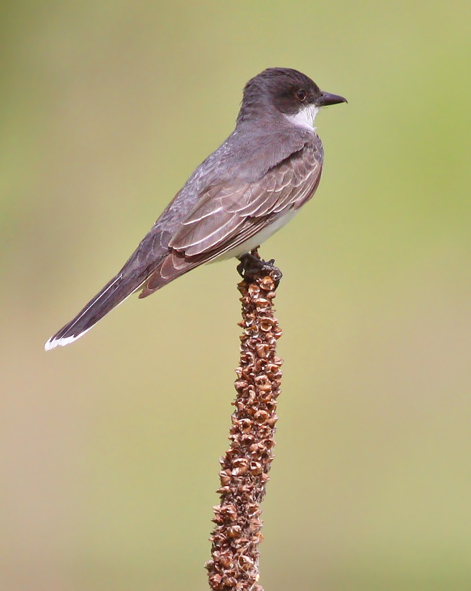 Eastern Kingbird - ML237964841