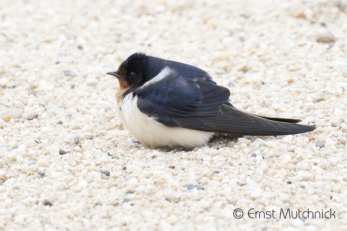 Barn Swallow - ML237965721