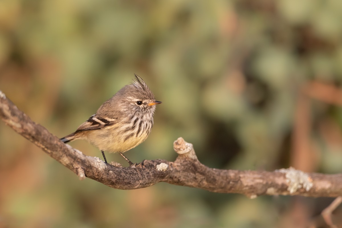 Yellow-billed Tit-Tyrant - ML237966181