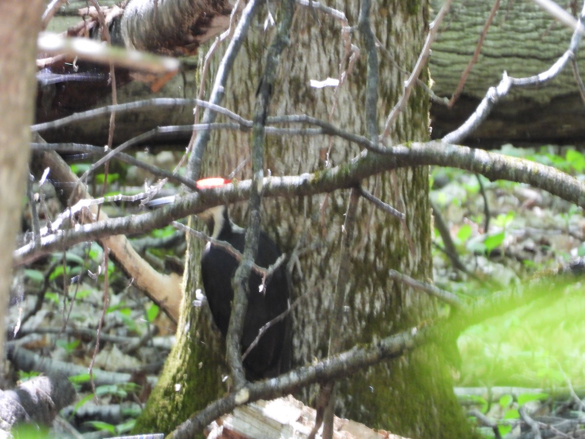 Pileated Woodpecker - ML237967021