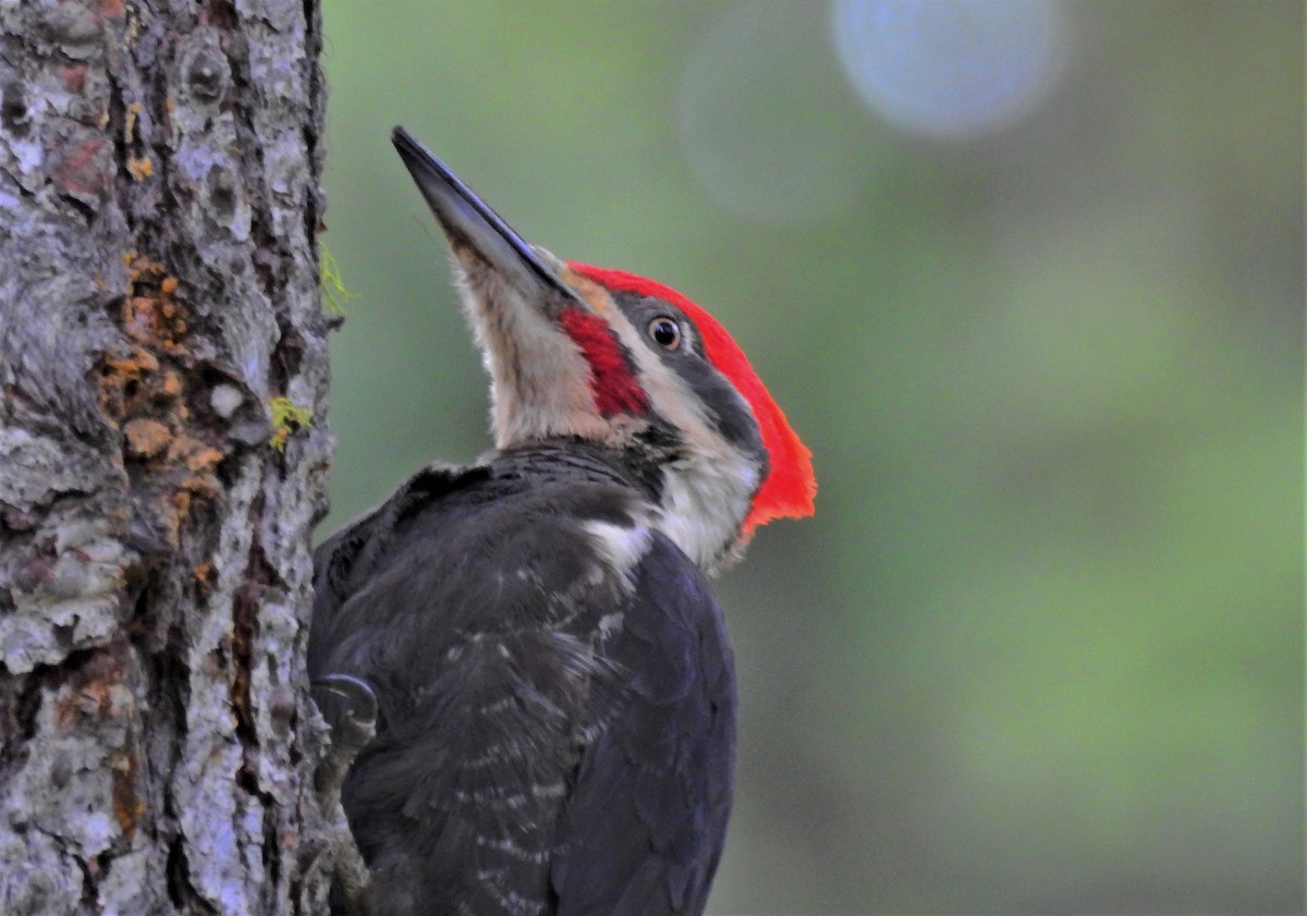 Pileated Woodpecker - Jordan Ragsdale