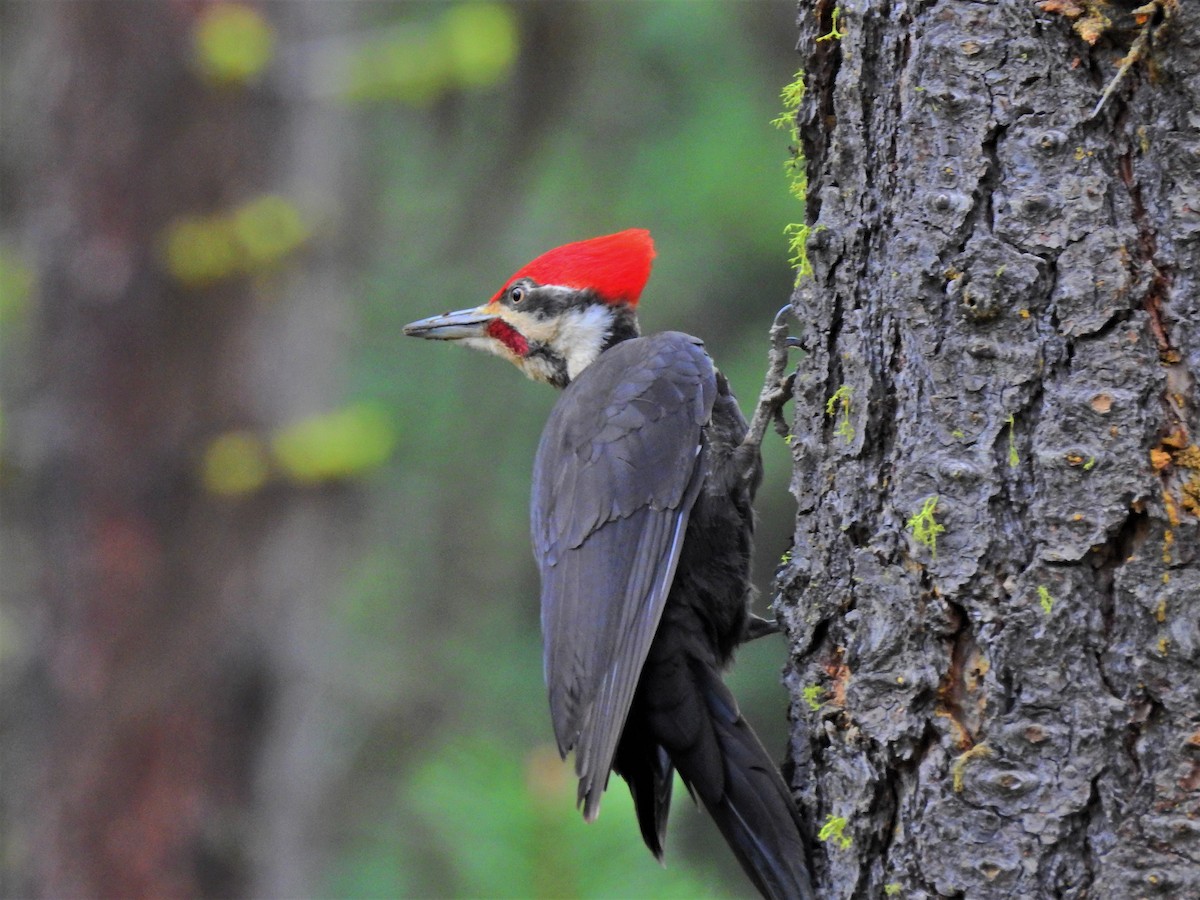 Pileated Woodpecker - Jordan Ragsdale