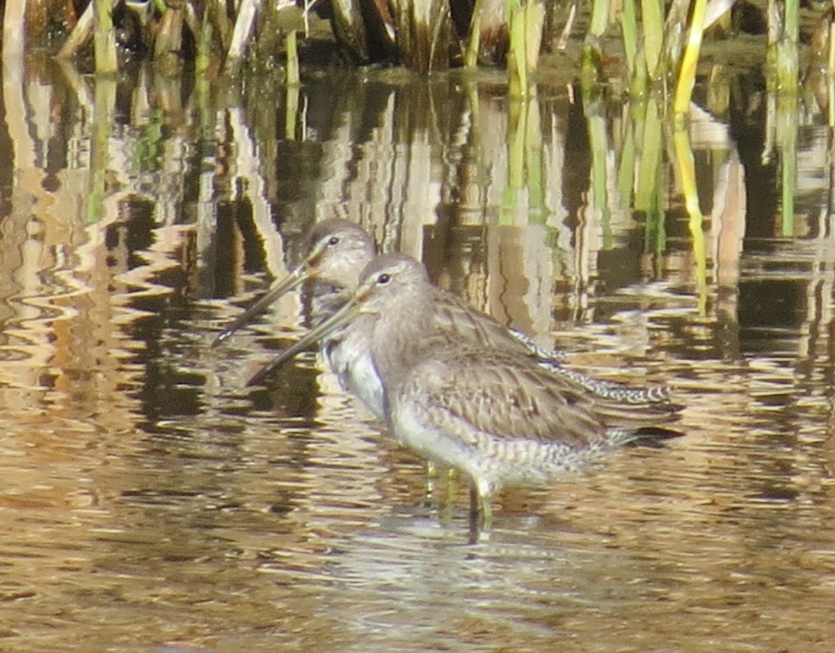 Long-billed Dowitcher - ML23796851