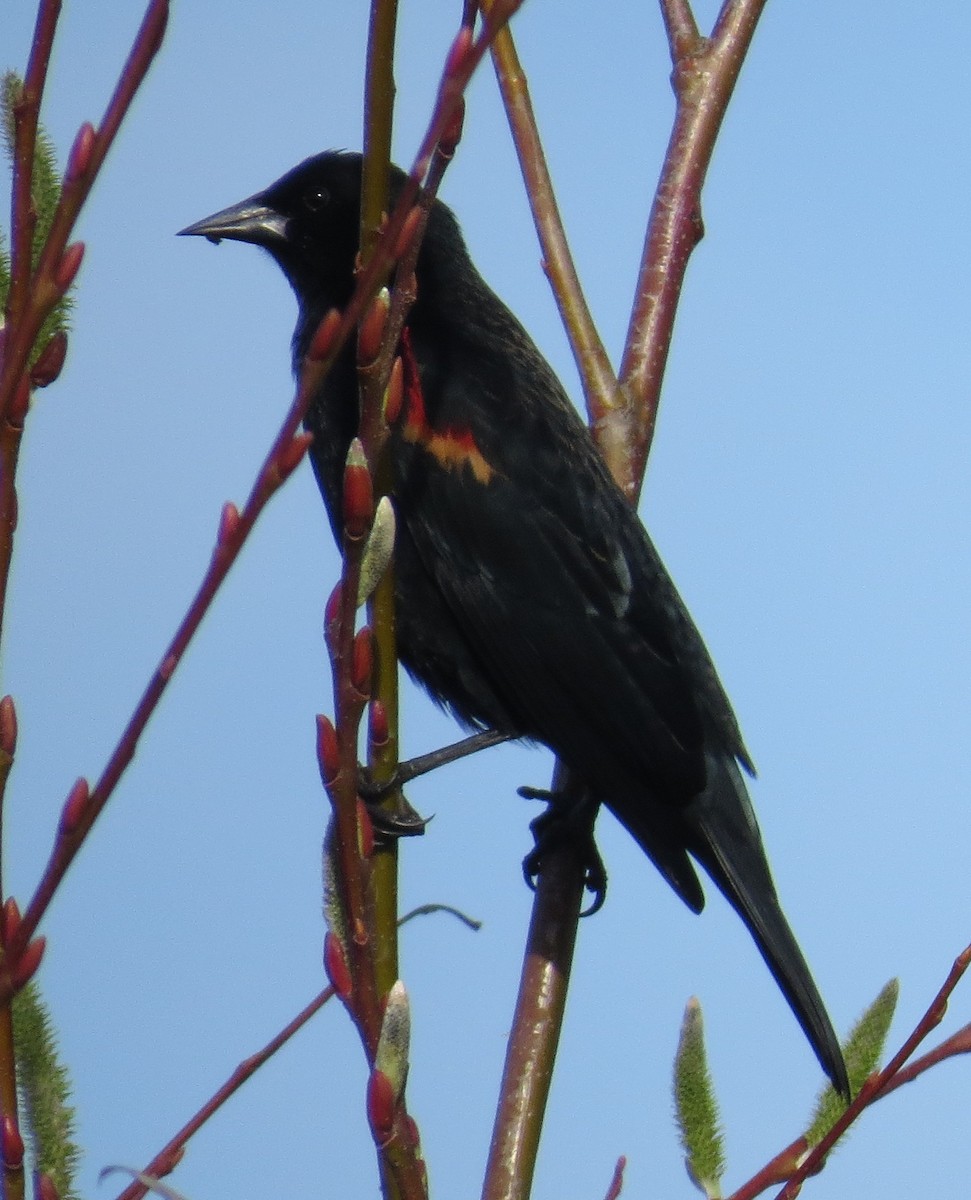 Red-winged Blackbird - ML23796871
