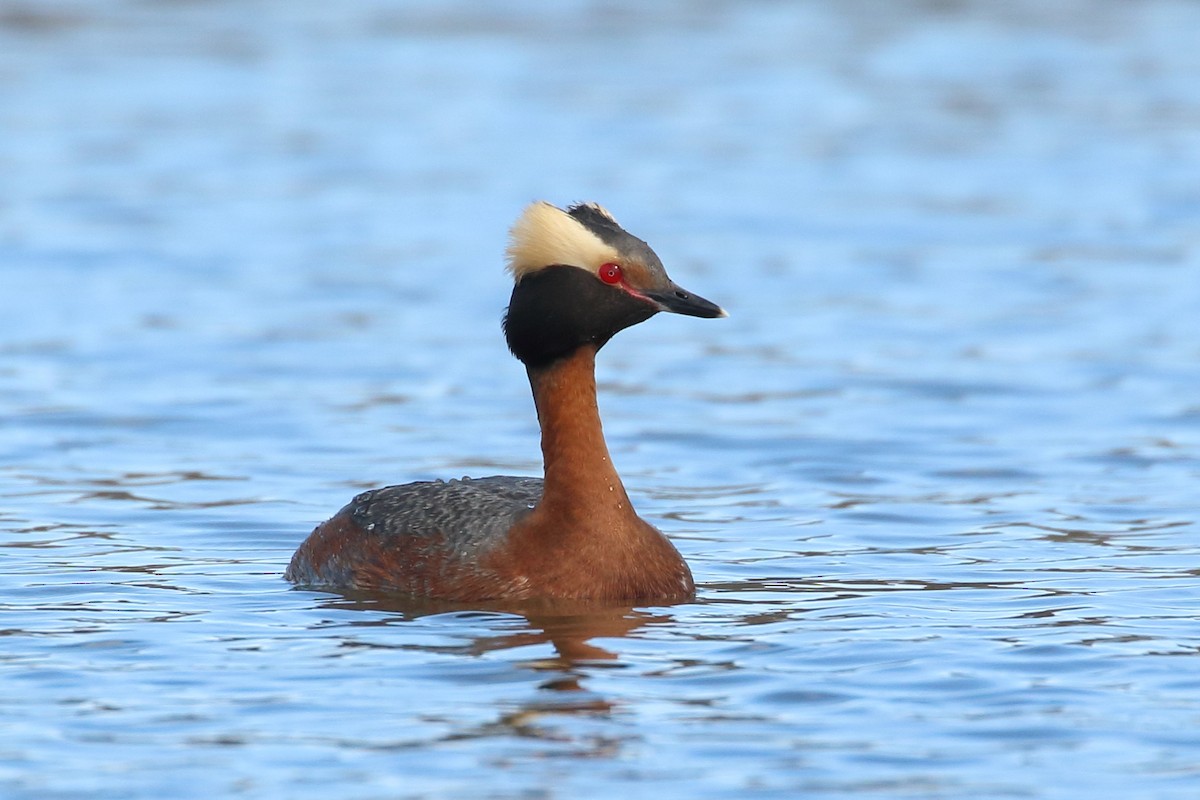 Horned Grebe - ML237969191