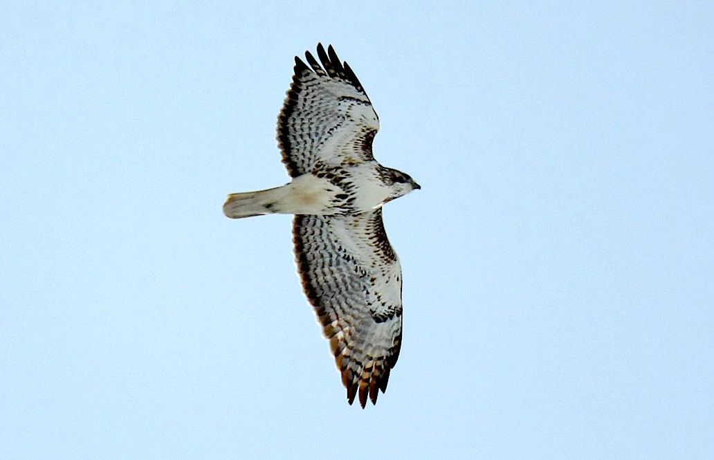 Red-tailed Hawk (Harlan's) - Jerry Liguori