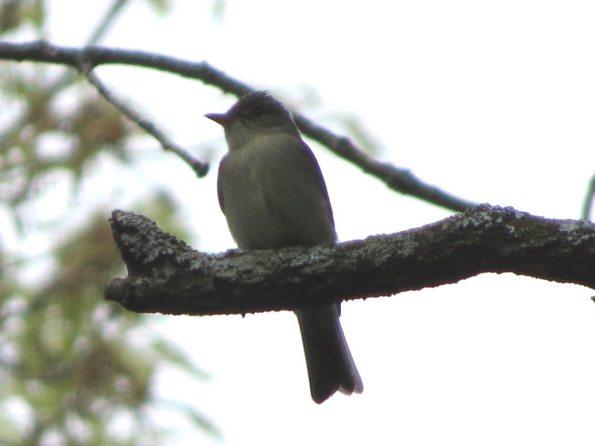 Eastern Wood-Pewee - ML237969771