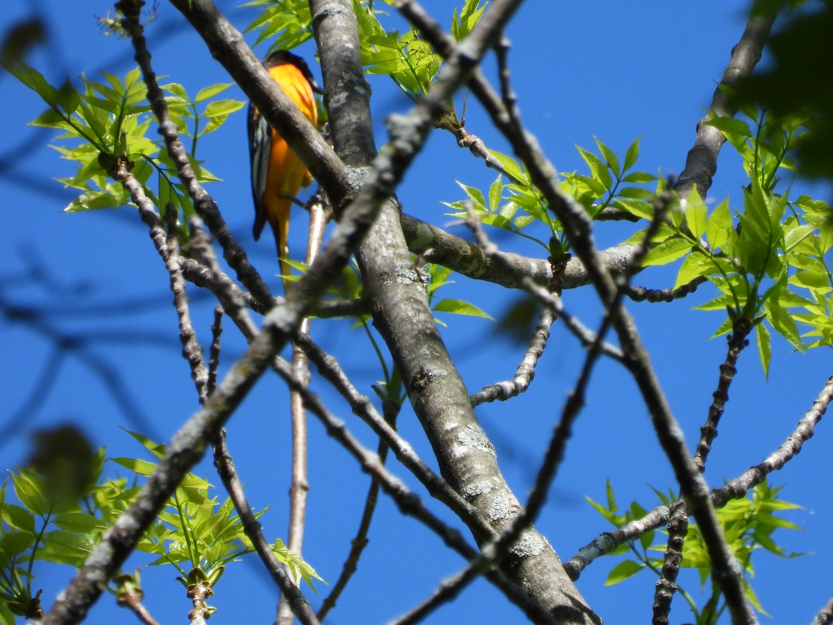 Baltimore Oriole - ML237969801