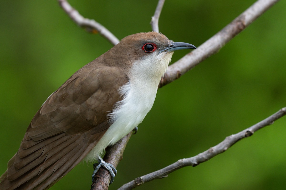 Black-billed Cuckoo - ML237970281