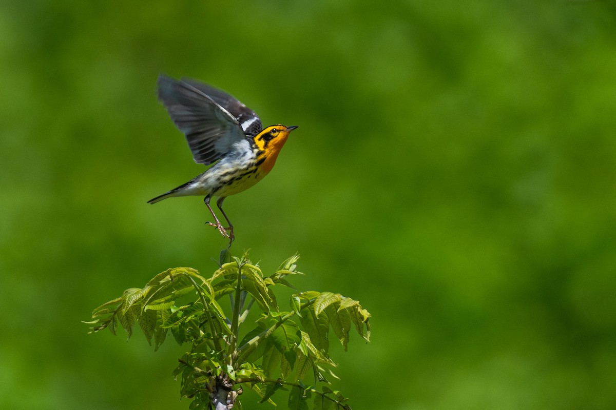 Blackburnian Warbler - ML237970781