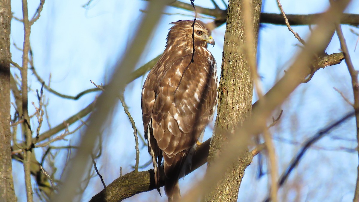 Red-shouldered Hawk - Louis Robert