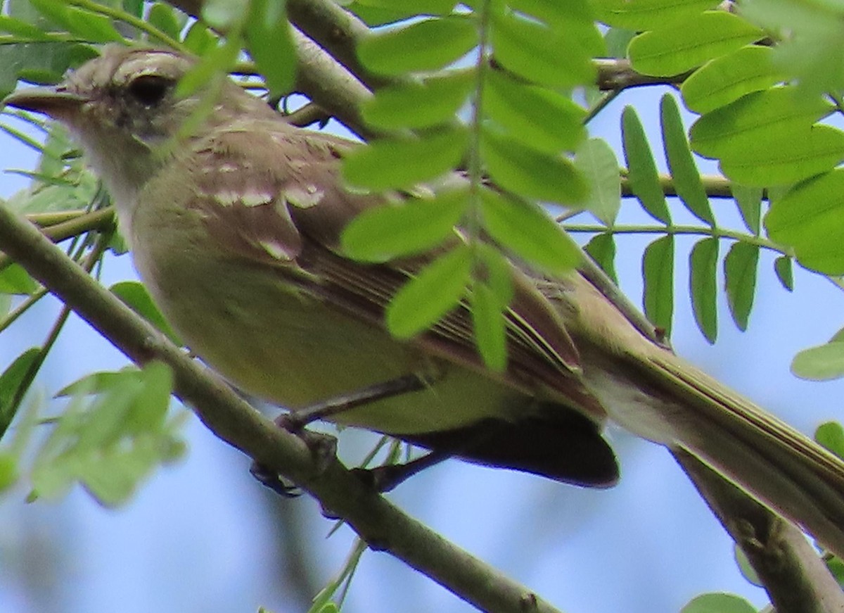 Southern Mouse-colored Tyrannulet - ML237974781