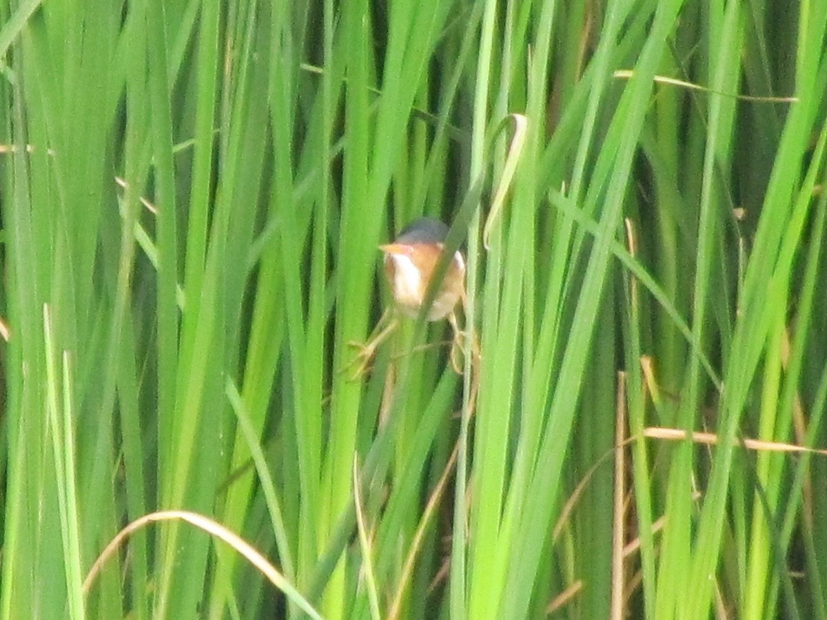 Least Bittern - ML237976211