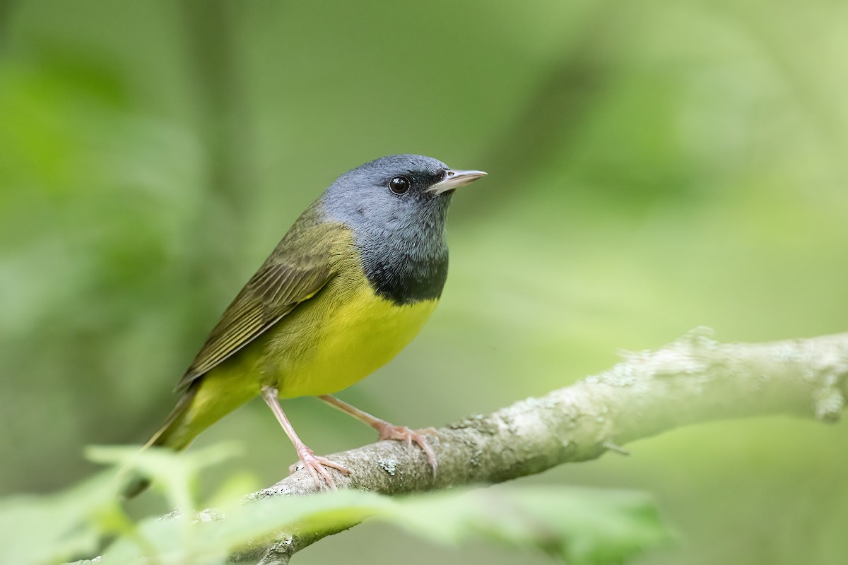 Mourning Warbler - ML237976401