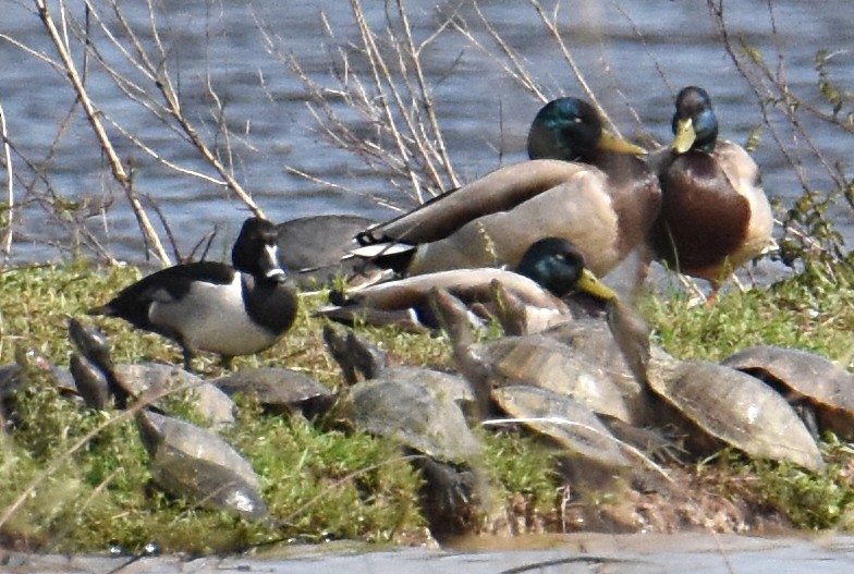 Ring-necked Duck - ML237976631