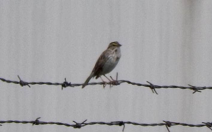 Savannah Sparrow - ML237977881