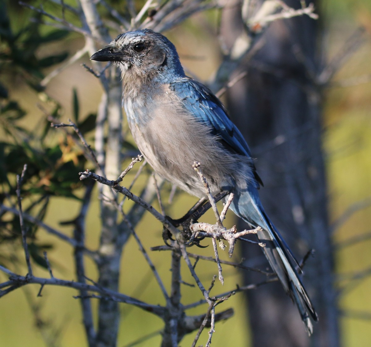 Florida Scrub-Jay - ML237977941