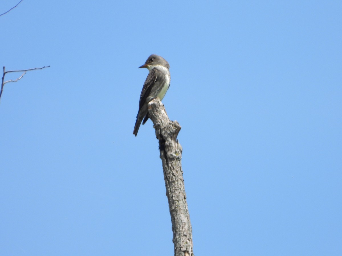 Olive-sided Flycatcher - Marcie  Jacklin