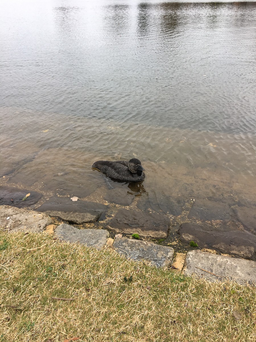 Musk Duck - ML237979891