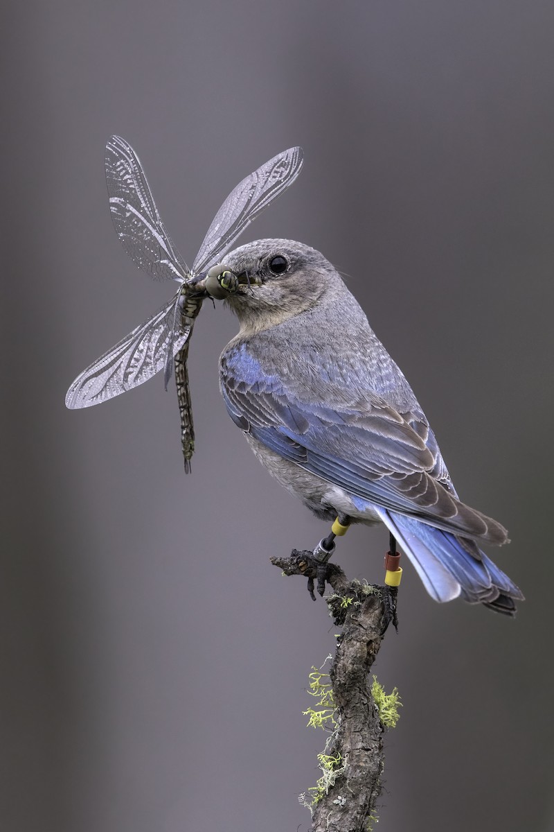 Mountain Bluebird - Peter Hawrylyshyn