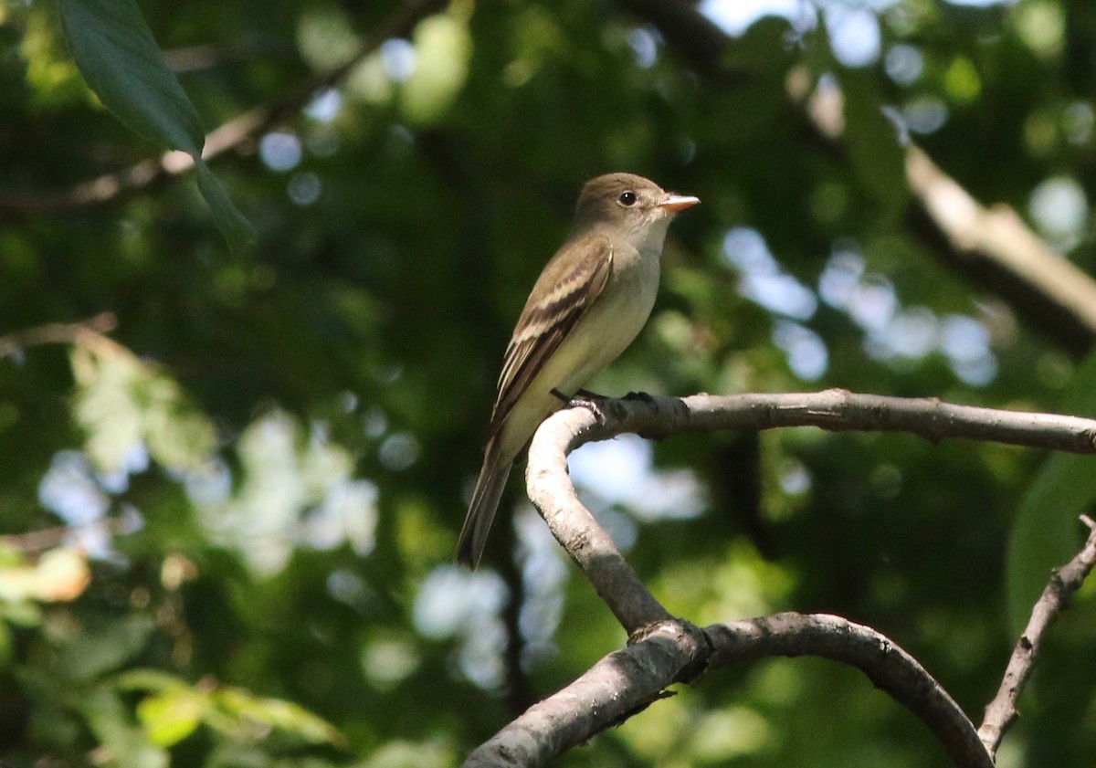 Alder/Willow Flycatcher (Traill's Flycatcher) - ML237981281