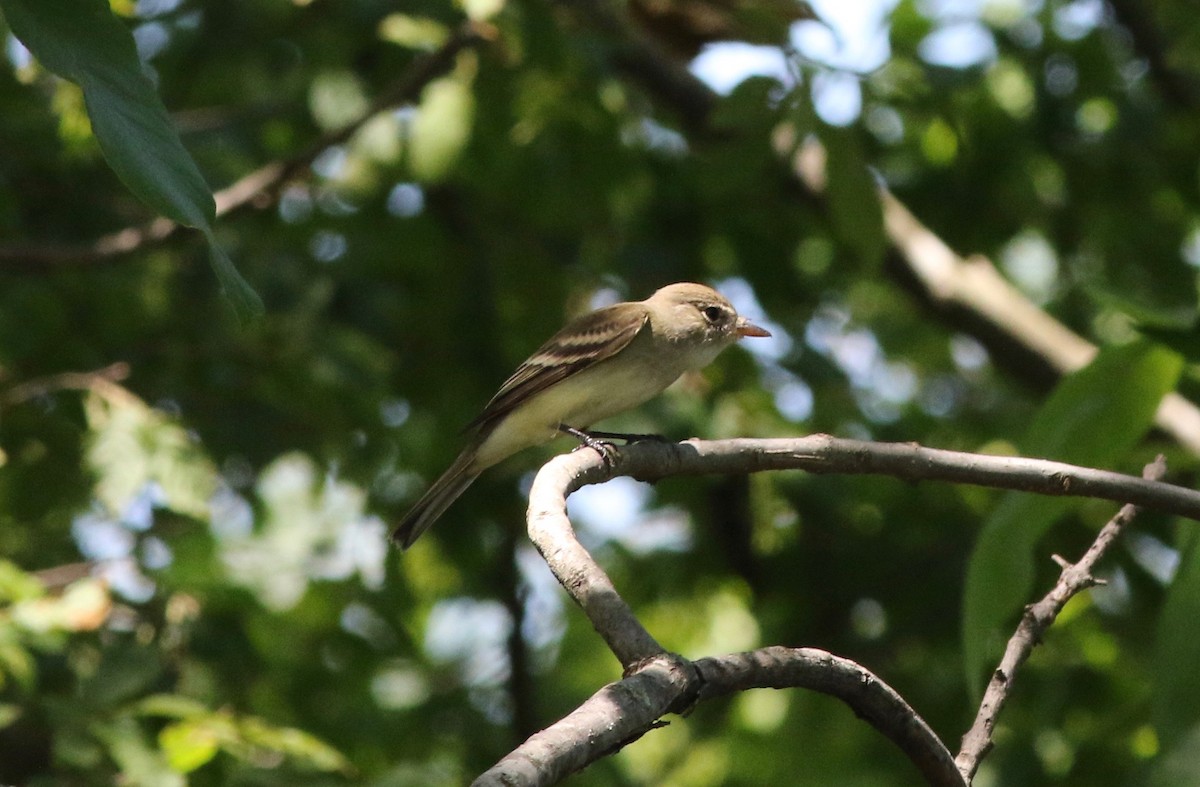 Alder/Willow Flycatcher (Traill's Flycatcher) - ML237981311