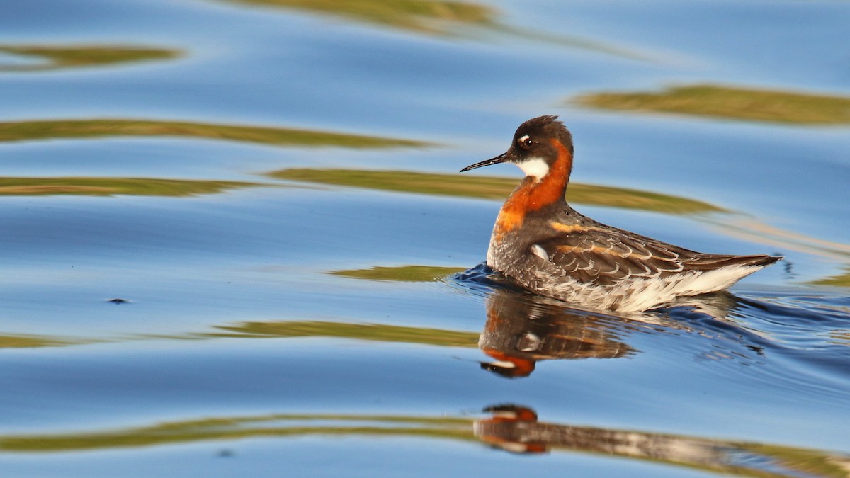 Phalarope à bec étroit - ML237981711