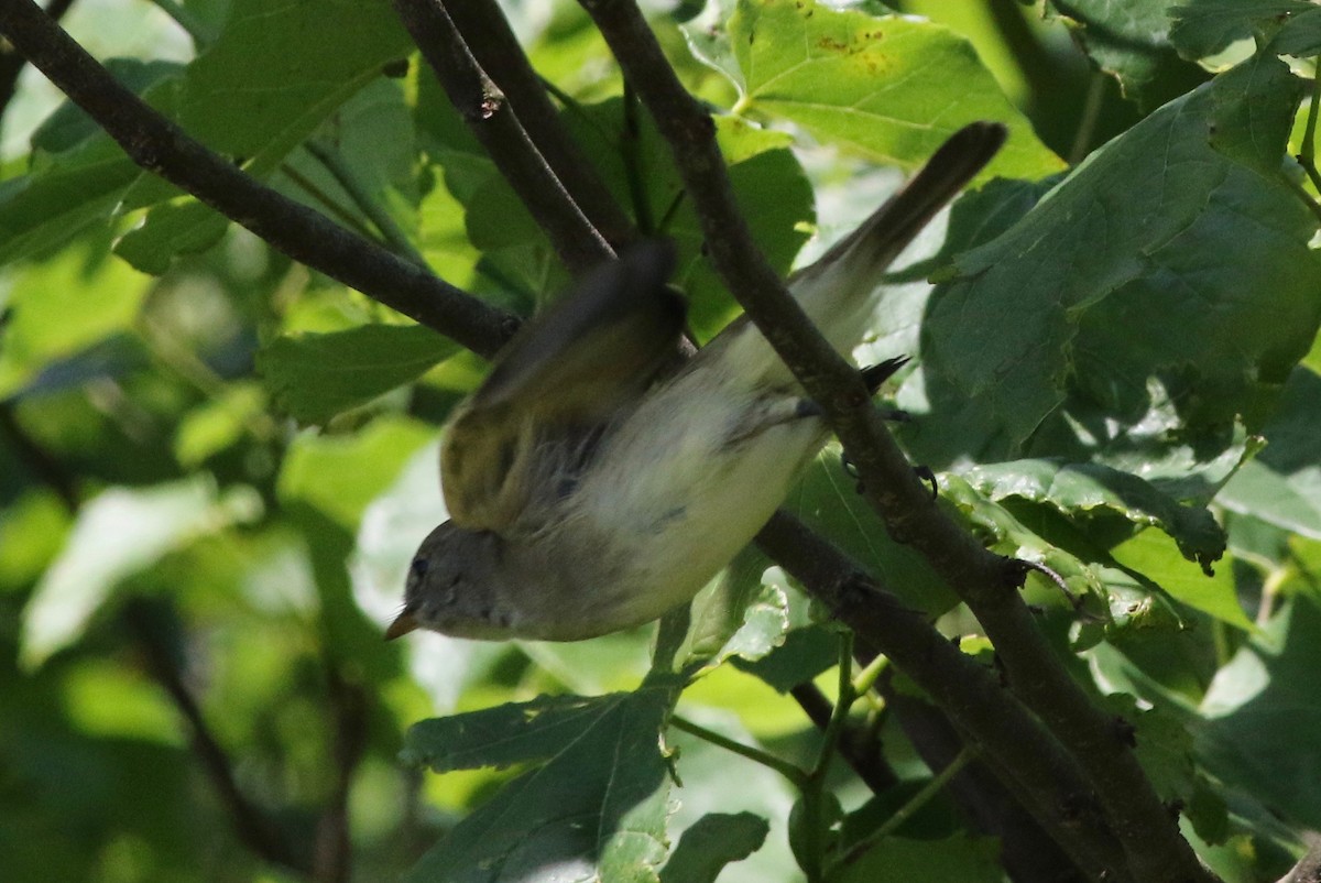 Alder/Willow Flycatcher (Traill's Flycatcher) - ML237982411