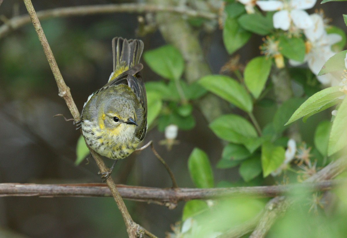 Cape May Warbler - Ryan Schain
