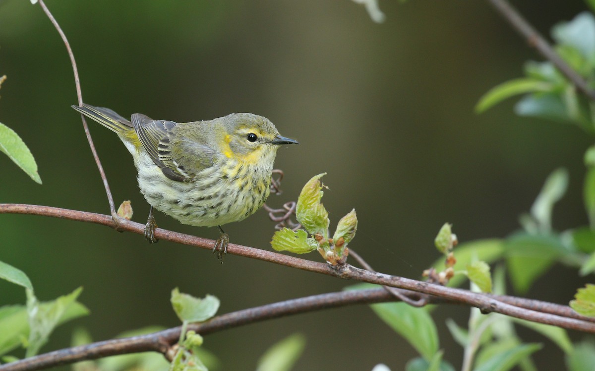 Cape May Warbler - ML237982491