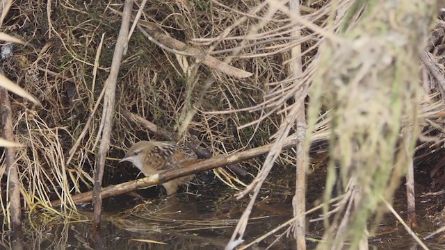 Apolinar's Wren - ML237983531