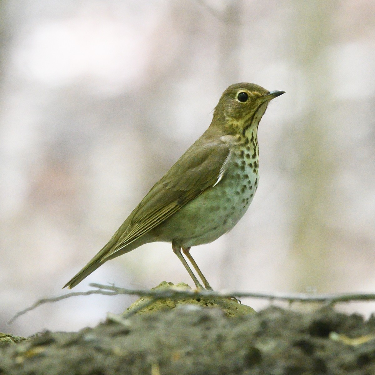 Swainson's Thrush (Olive-backed) - ML237983561