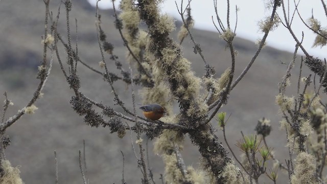 Rufous-browed Conebill - ML237983831