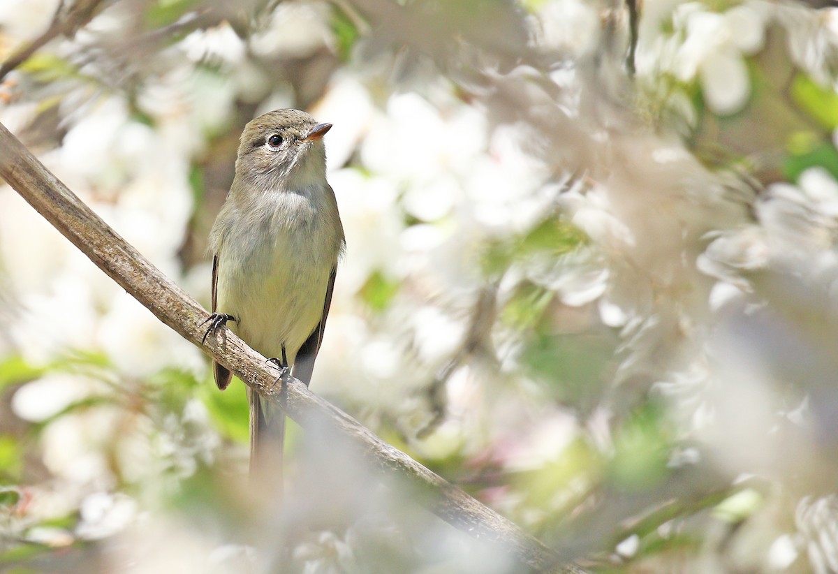 Least Flycatcher - ML237984001