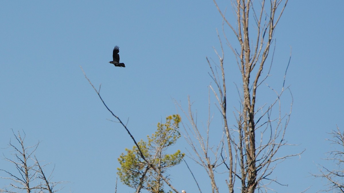 Common Raven - ML237984111