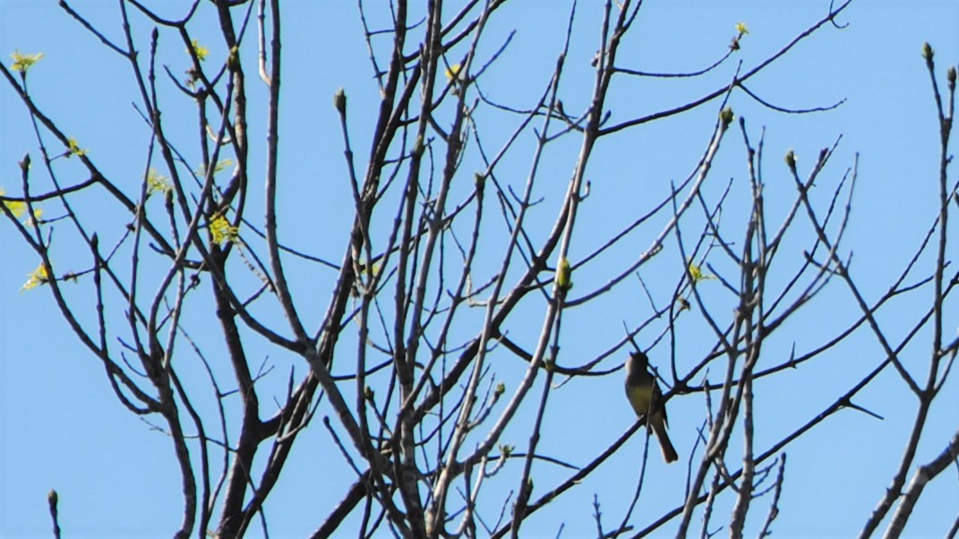 Great Crested Flycatcher - ML237984291