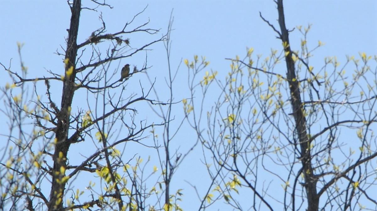 Northern Waterthrush - ML237984391