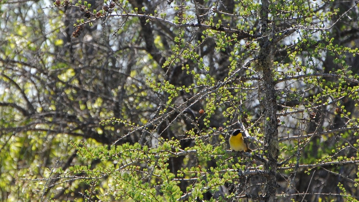 Common Yellowthroat - ML237985251