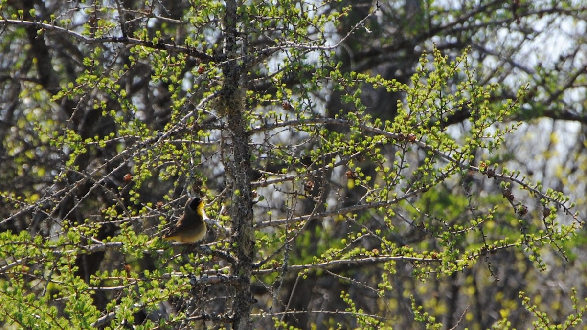 Common Yellowthroat - ML237985261