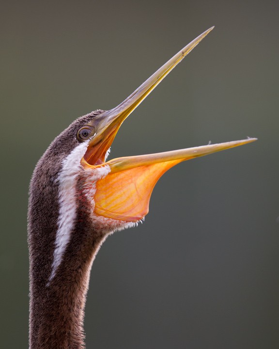 Austral-Schlangenhalsvogel - ML23798661
