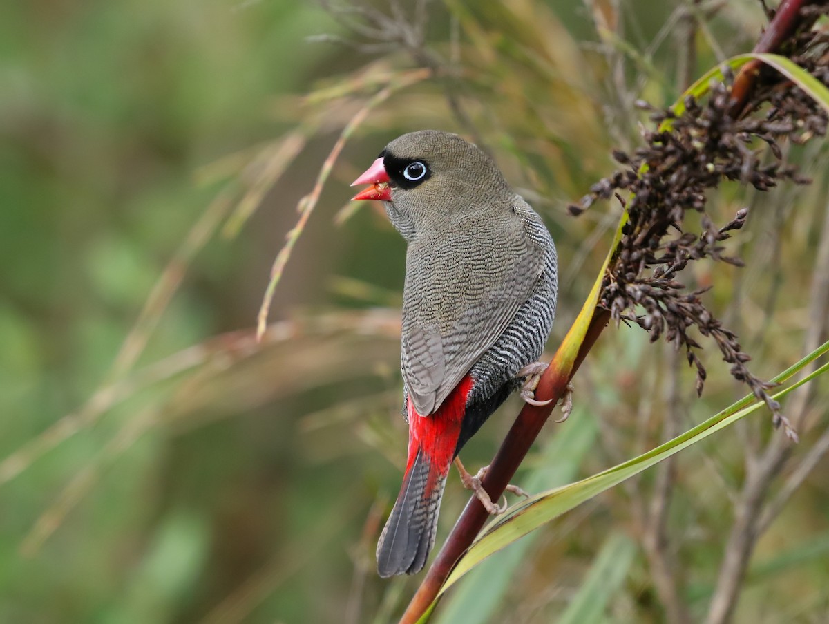 Beautiful Firetail - ML237989431