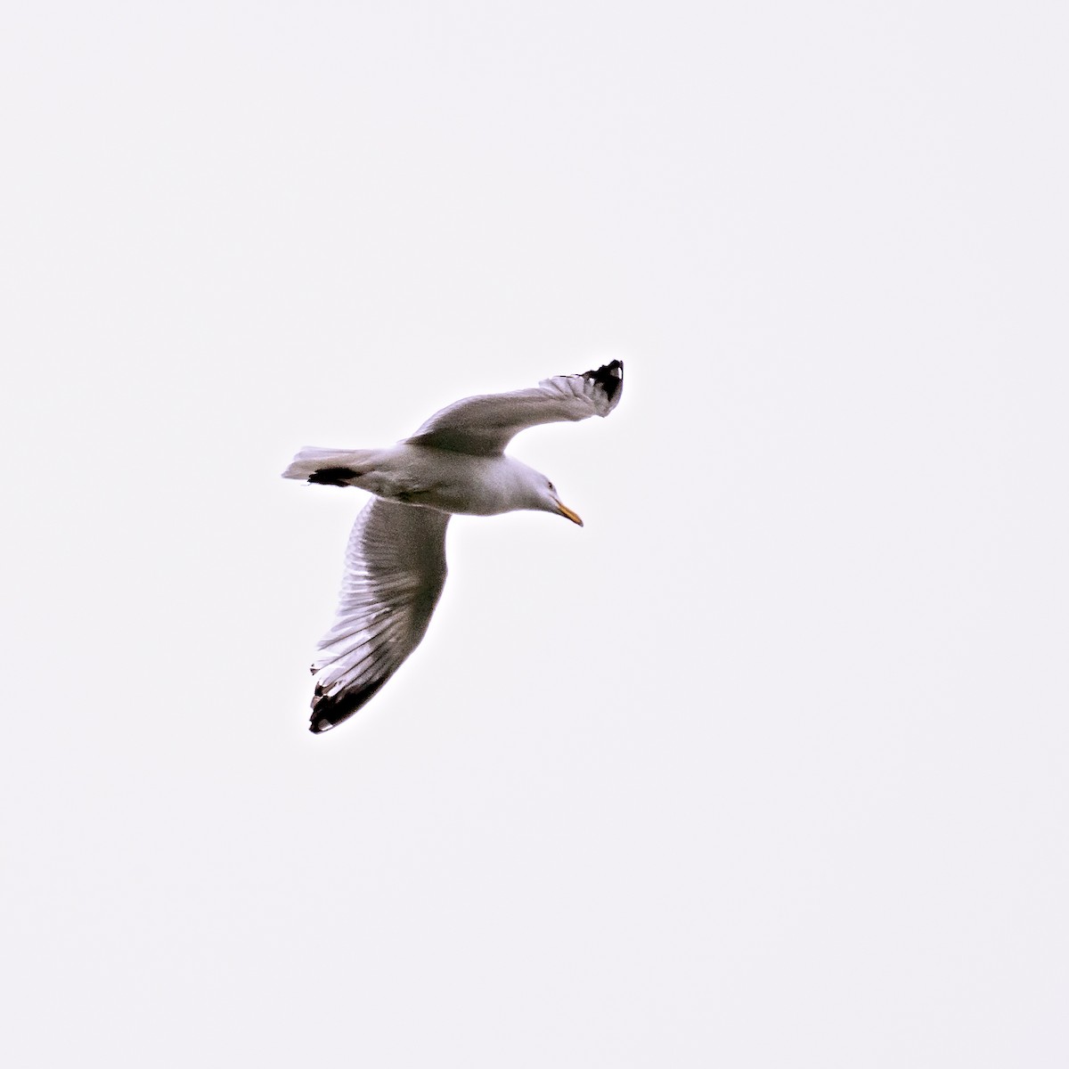 Herring Gull - Dori Eldridge