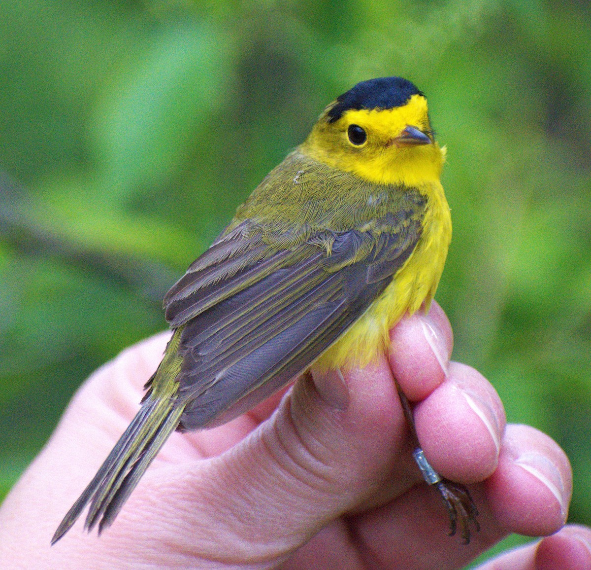 Wilson's Warbler - Gracie  McMahon