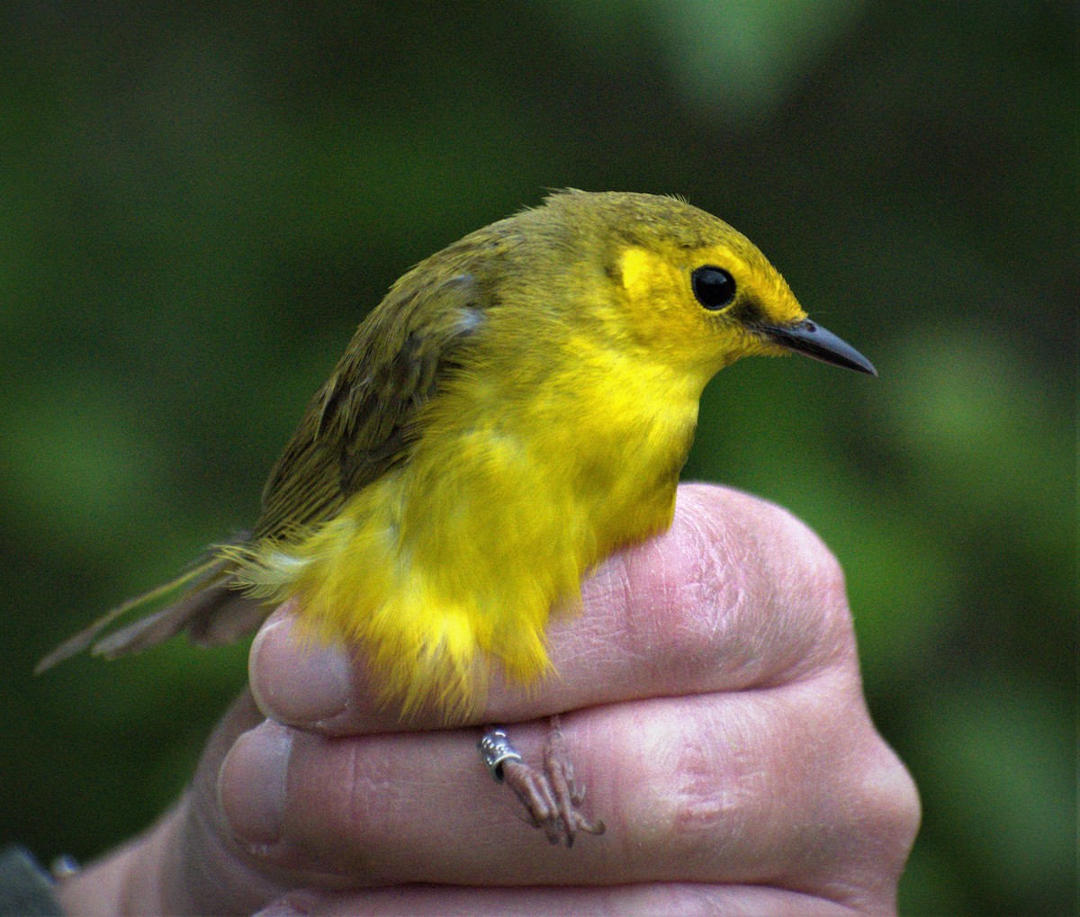 Hooded Warbler - ML237990641