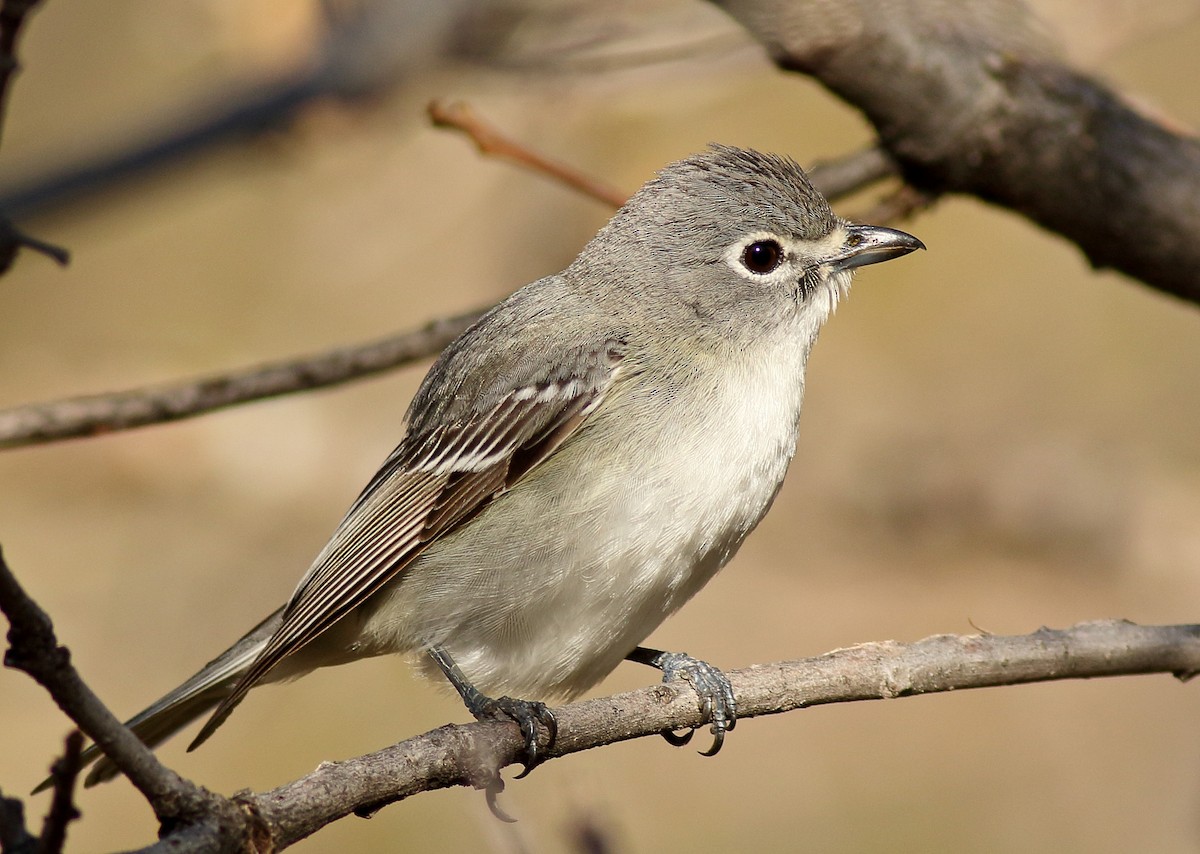 Plumbeous Vireo - ML237992401