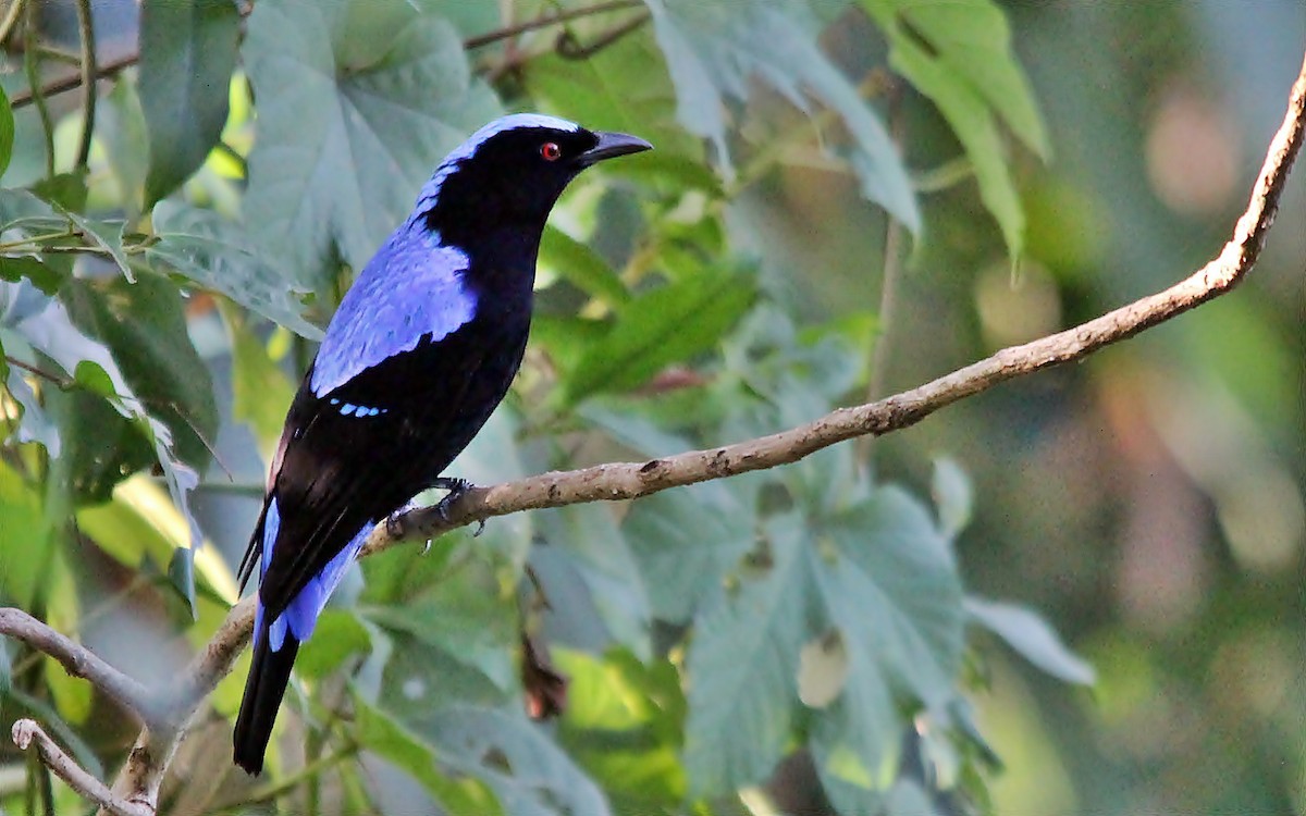 Asian Fairy-bluebird - Subhojit Chakraborty