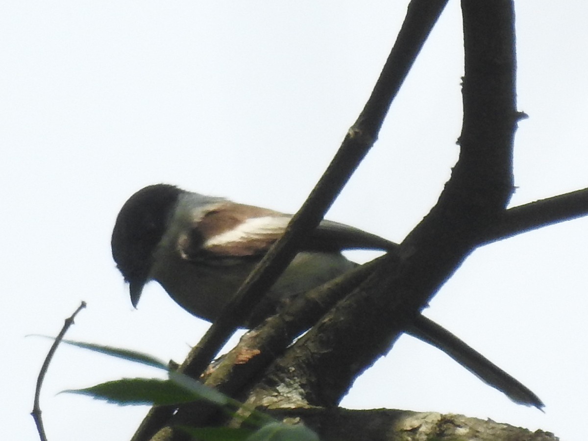 Bar-winged Flycatcher-shrike - ML237992591